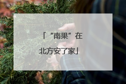 “南果”在北方安了家