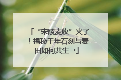 “宋陵麦收”火了！揭秘千年石刻与麦田如何共生→