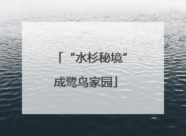 “水杉秘境”成鹭鸟家园