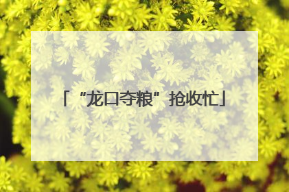 “龙口夺粮”抢收忙