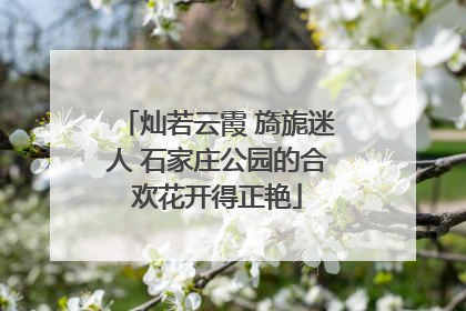 灿若云霞 旖旎迷人 石家庄公园的合欢花开得正艳
