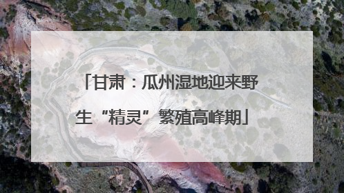 甘肃：瓜州湿地迎来野生“精灵”繁殖高峰期