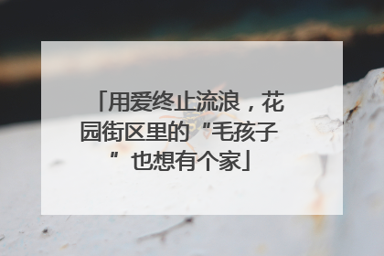 用爱终止流浪，花园街区里的“毛孩子”也想有个家