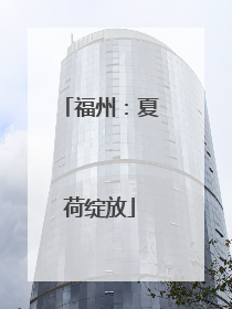 福州：夏荷绽放