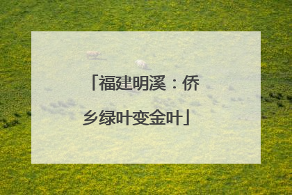 福建明溪：侨乡绿叶变金叶