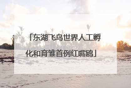 东湖飞鸟世界人工孵化和育雏首例红嘴鸥