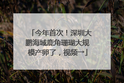 今年首次！深圳大鹏海域鹿角珊瑚大规模产卵了，视频→