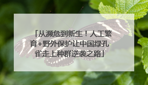 从濒危到新生！人工繁育+野外保护让中国绿孔雀走上种群逆袭之路