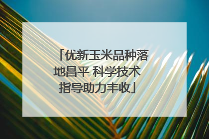 优新玉米品种落地昌平 科学技术指导助力丰收