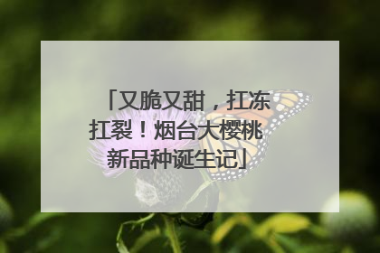 又脆又甜，扛冻扛裂！烟台大樱桃新品种诞生记
