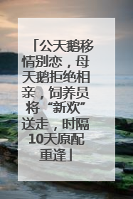 公天鹅移情别恋，母天鹅拒绝相亲，饲养员将“新欢”送走，时隔10天原配重逢