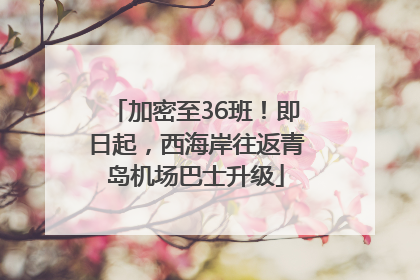 加密至36班！即日起，西海岸往返青岛机场巴士升级
