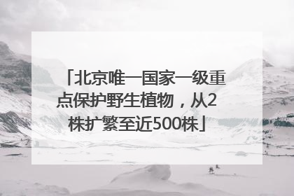 北京唯一国家一级重点保护野生植物，从2株扩繁至近500株