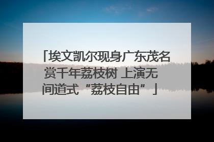 埃文凯尔现身广东茂名 赏千年荔枝树 上演无间道式“荔枝自由”