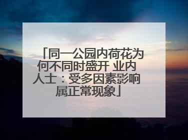 同一公园内荷花为何不同时盛开 业内人士：受多因素影响 属正常现象