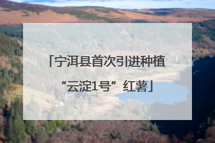 宁洱县首次引进种植“云淀1号”红薯