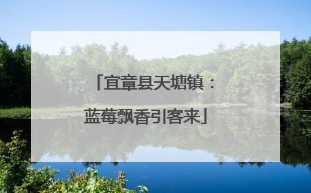 宜章县天塘镇：蓝莓飘香引客来