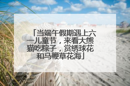 当端午假期遇上六一儿童节，来看大熊猫吃粽子，赏绣球花和马鞭草花海