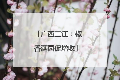 广西三江：椒香满园促增收