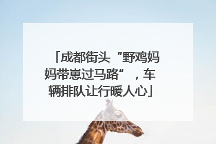 成都街头“野鸡妈妈带崽过马路”，车辆排队让行暖人心