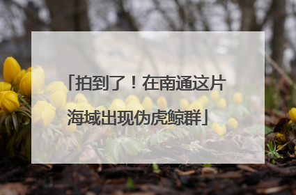 拍到了！在南通这片海域出现伪虎鲸群