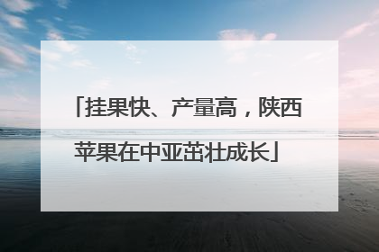 挂果快、产量高，陕西苹果在中亚茁壮成长