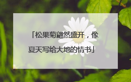 松果菊翩然盛开，像夏天写给大地的情书