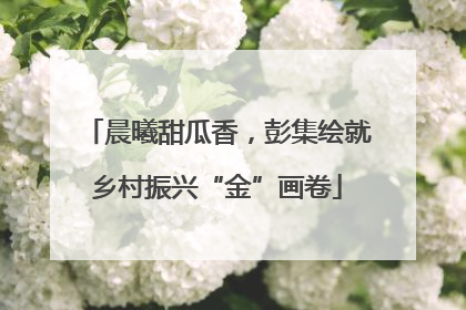 晨曦甜瓜香，彭集绘就乡村振兴“金”画卷