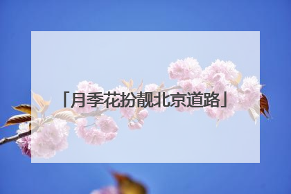 月季花扮靓北京道路