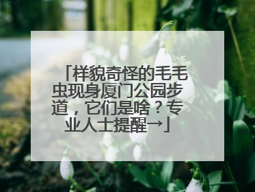 样貌奇怪的毛毛虫现身厦门公园步道，它们是啥？专业人士提醒→