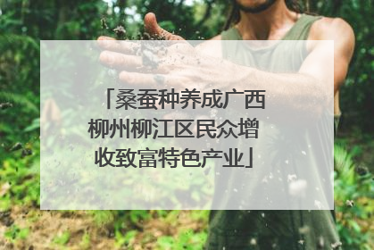 桑蚕种养成广西柳州柳江区民众增收致富特色产业