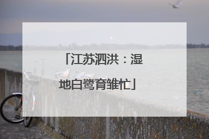 江苏泗洪：湿地白鹭育雏忙