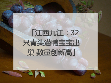 江西九江：32只青头潜鸭宝宝出巢 数量创新高