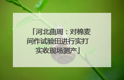 河北曲周：对棉麦间作试验田进行实打实收现场测产