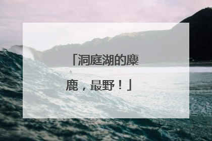 洞庭湖的麋鹿，最野！