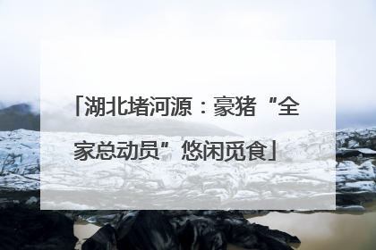 湖北堵河源：豪猪“全家总动员”悠闲觅食