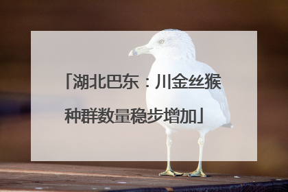 湖北巴东：川金丝猴种群数量稳步增加