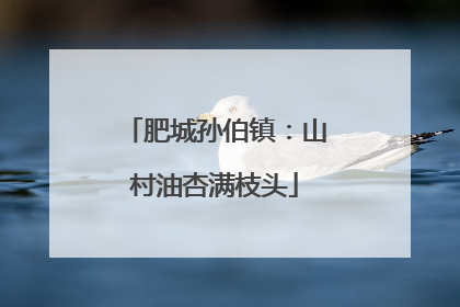 肥城孙伯镇：山村油杏满枝头