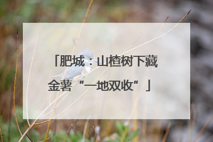 肥城：山楂树下藏金薯“一地双收”