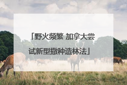 野火频繁 加拿大尝试新型撒种造林法
