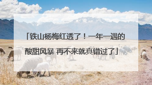铁山杨梅红透了！一年一遇的酸甜风暴 再不来就真错过了