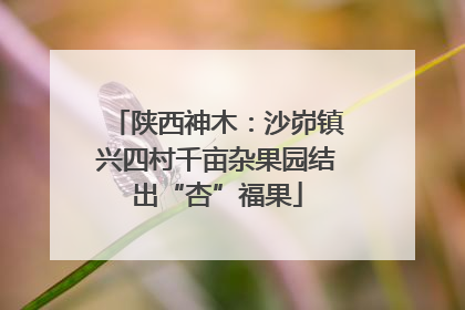陕西神木：沙峁镇兴四村千亩杂果园结出“杏”福果