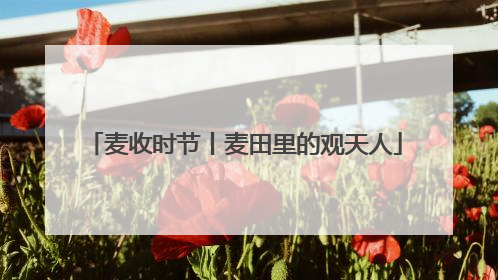 麦收时节丨麦田里的观天人