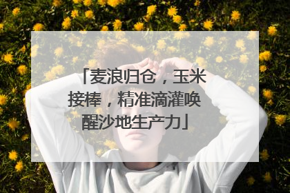 麦浪归仓，玉米接棒，精准滴灌唤醒沙地生产力