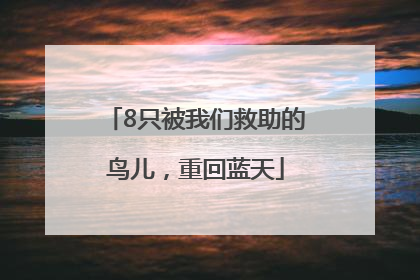 8只被我们救助的鸟儿，重回蓝天